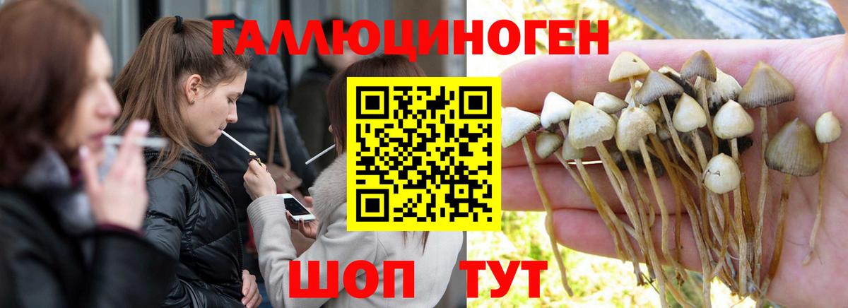 Галлюциногенные грибы Psilocybine cubensis Саянск